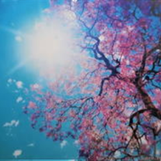 پرده-تصویری-ND-857