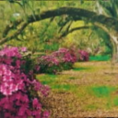 پرده-تصویری-ND-460