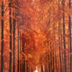 پرده-تصویری-ND-2023