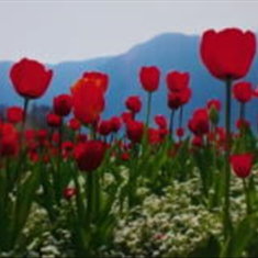 پرده-تصویری-ND-2046