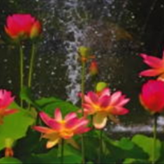 پرده-تصویری-ND-2043