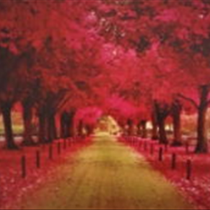 پرده-تصویری-ND-899