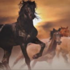 پرده-تصویری-ND-2154