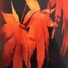 پرده-تصویری-ND-2024