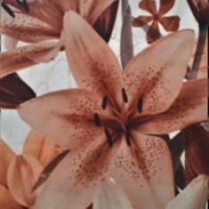 پرده-راشل-YP45303