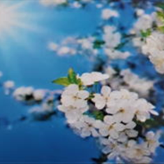 پرده-تصویری-ND-118