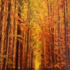 پرده-تصویری-ND-2009