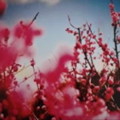 پرده-تصویری-ND-891