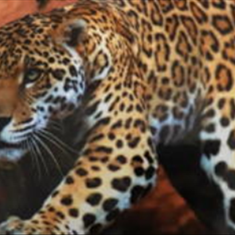 پرده-تصویری-ND-2159