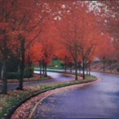 پرده-تصویری-ND-871