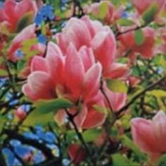 پرده-تصویری-ND-878