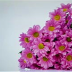 پرده-تصویری-ND-2028