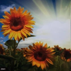 پرده-تصویری-ND-2041