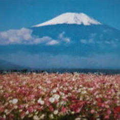 پرده-تصویری-ND-867