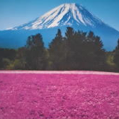 پرده-تصویری-ND-880