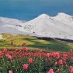 پرده-تصویری-ND-151