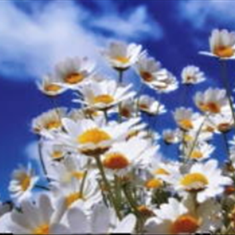 پرده-تصویری-ND-2029