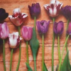 پرده-تصویری-ND-2034