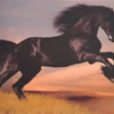 پرده-تصویری-ND-2144