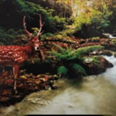 پرده-تصویری-ND876