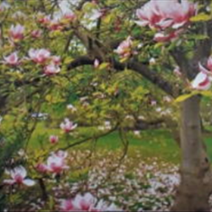 پرده-تصویری-ND-877