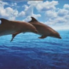 پرده-تصویری-ND-2155