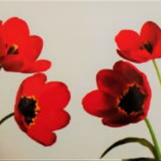 پرده-تصویری-ND-2037