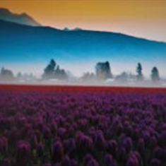 پرده-تصویری-ND-885