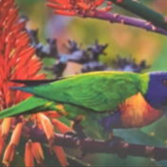 پرده-تصویری-ND-2147