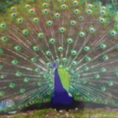 پرده-تصویری-ND-2152