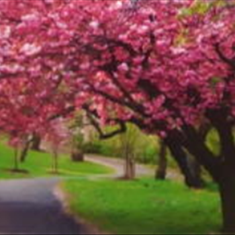 پرده-تصویری-ND-1902