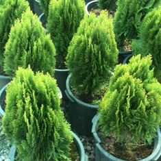 کامیس-سطل-10