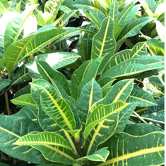 کورتون-گورخری