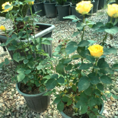 رز-هلندی-رنگی