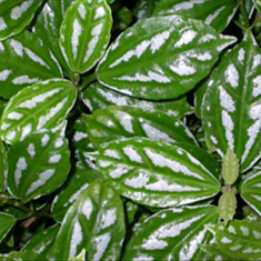 پیله-آ-گیاه-آلومینیومی