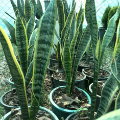 سانسوریا-سطل-3-5ابلق