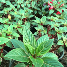 امپیشنگل-حنا