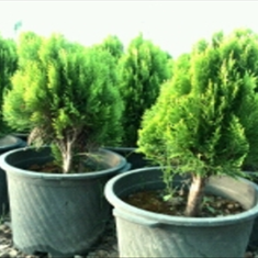 کامیس-سطل-12