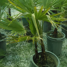 پالم-زباله-دوشاخه