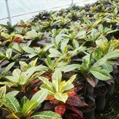 کروتون-رسمی