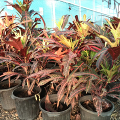 کروتون-پنجه-کلاغی-سطل-10