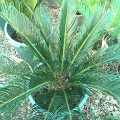 سیکاس-گلدان-12