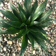 دراسنا-کامپکت