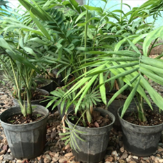 شامادورا-نخل-بامبو