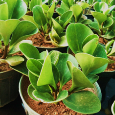 پپرومیا-قاشقی