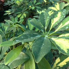 شفلرا-سایز-متوسط