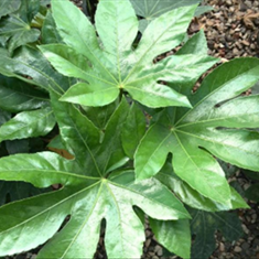 آرالیا-سطل-10