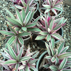 زیپلین-موسی-در-گهواره