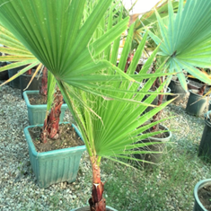 پالم-نیم-زباله