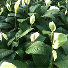 اسپاتی-فیلوم